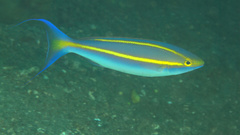 Purple Threadfin-Bream photo 3