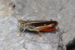 Stenobothrus rubicundulus