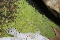 Botryolepraria lesdainii