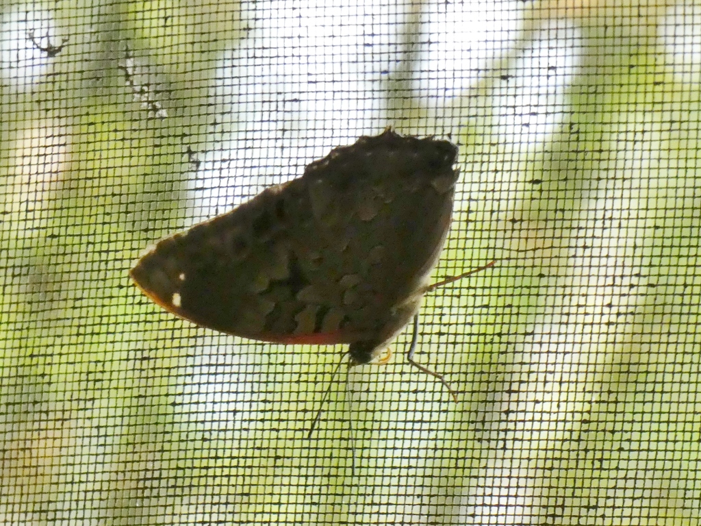 Emerald Blue Charaxes