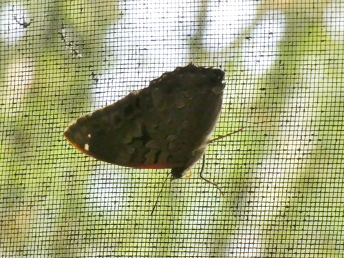 Emerald Blue Charaxes