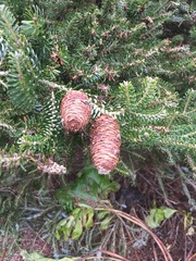 Abies koreana