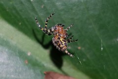 Alpaida alticeps