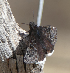 Erynnis juvenalis clitus