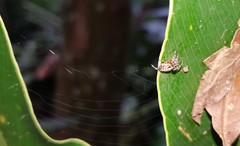Alpaida alticeps