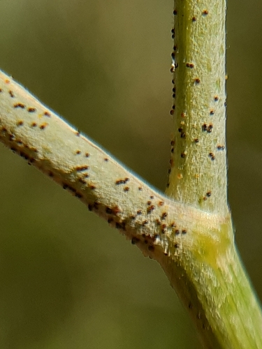 Umbellifer Powdery Mildew