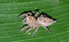 Vinnius subfasciatus