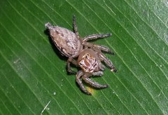 Vinnius subfasciatus