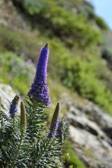 Echium candicans
