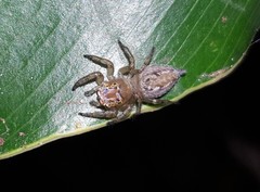 Vinnius subfasciatus