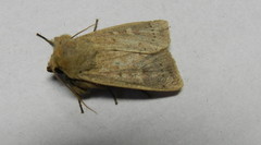 Leucania pseudargyria