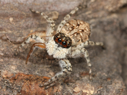 Half-edged Wall Jumping Spider