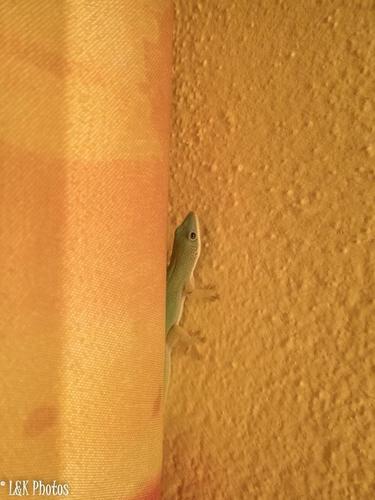 Phelsuma hielscheri
