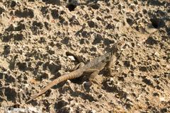 Oplurus quadrimaculatus