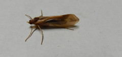 Limnephilus ornatus