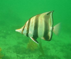 Chelmonops truncatus