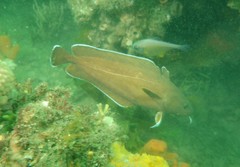 Lotella rhacina