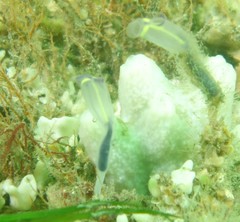 Clavelina meridionalis