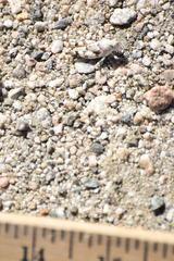 Cibolacris parviceps