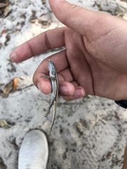 Sceloporus woodi