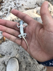 Sceloporus woodi