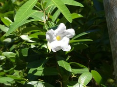 Rhabdadenia biflora