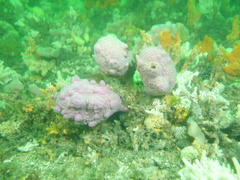 Pyura spinifera