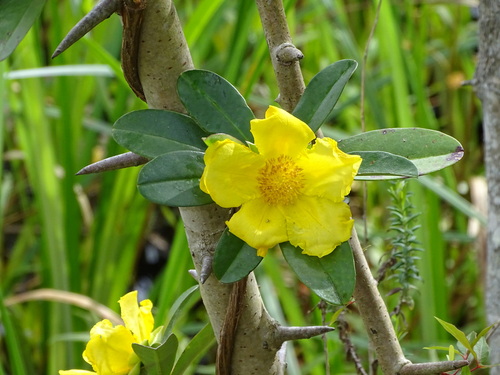 Hibbertia scandens