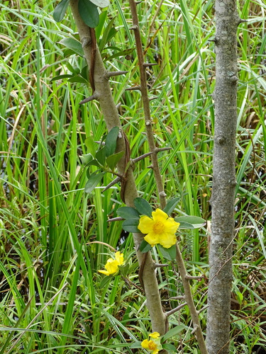 Hibbertia scandens