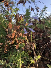 Salvia lyrata image