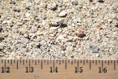 Cibolacris parviceps