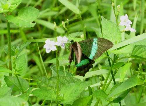 Banded Peacock