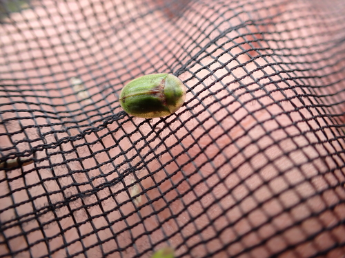 Cassida sanguinosa
