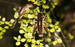 Hemiandrus pallitarsis