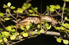 Hemiandrus pallitarsis