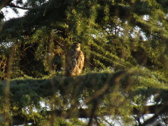 Parabuteo unicinctus