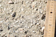 Cibolacris parviceps