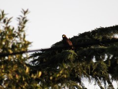 Parabuteo unicinctus