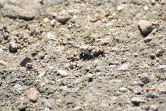 Cibolacris parviceps