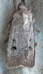 Agrotis vetusta