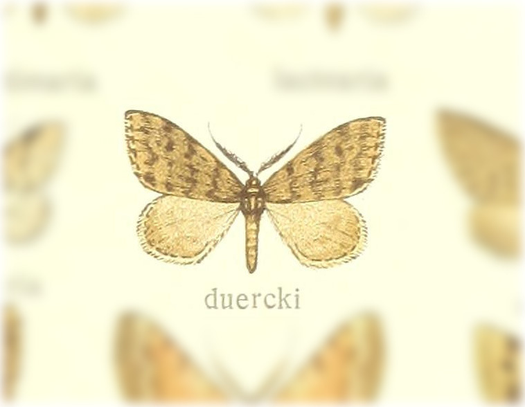 Tephronia duercki
