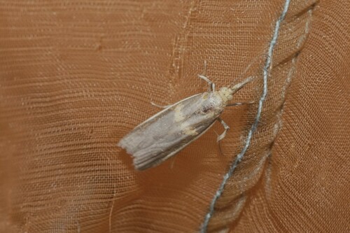 Etiella zinckenella
