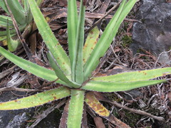 Agave funkiana