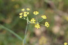 Foeniculum