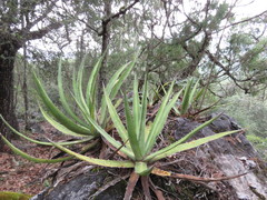 Agave funkiana