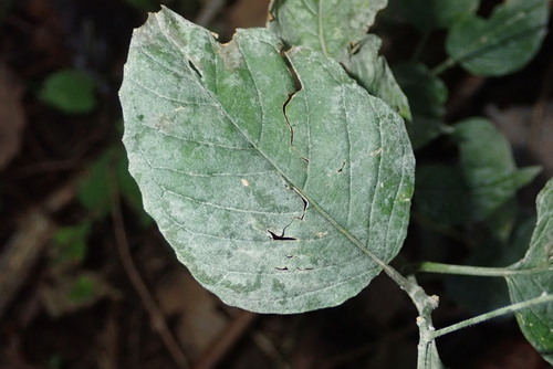 Erysiphe circaeae