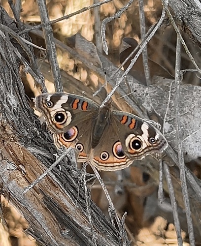 iNaturalist observation photo of Gray Buckeye