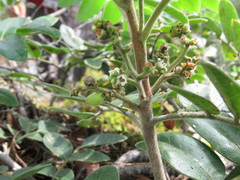 Rhus virens