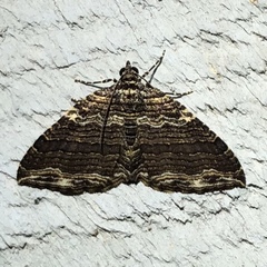 Anticlea multiferata