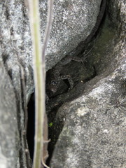 Lepidophyma gaigeae